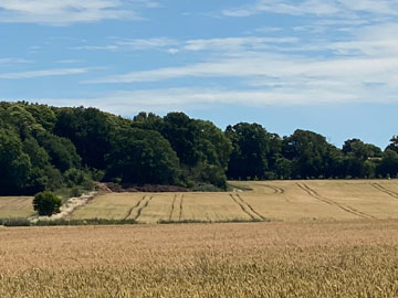 corn field