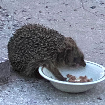 hedgehog