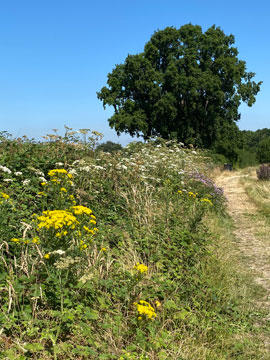 Richmal Crompton Fields