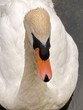 swan