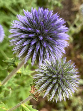 echinops
