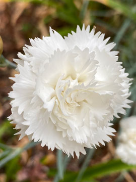 carnation
