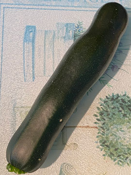 courgette