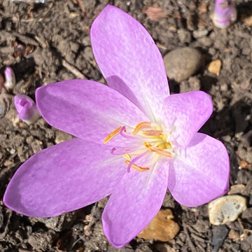 autumn crocus