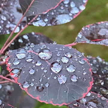 raindrops