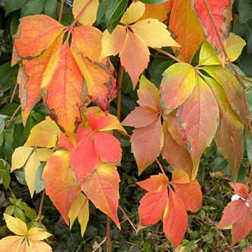 leaves