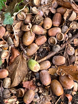 acorns