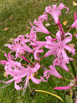 nerine