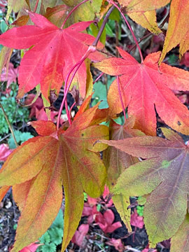 acer leaves
