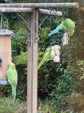 parakeets
