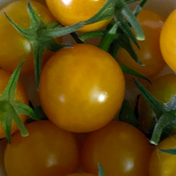tomatoes