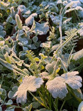 frost
