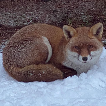 fox