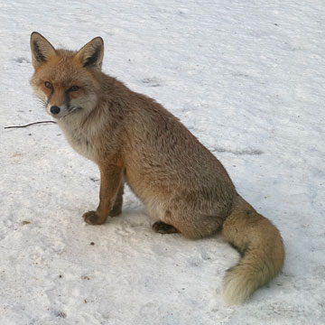 fox