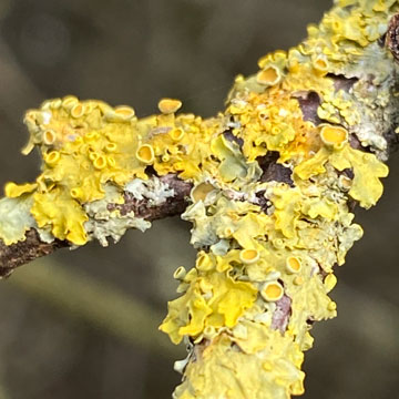 lichen