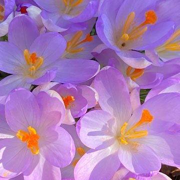 crocus