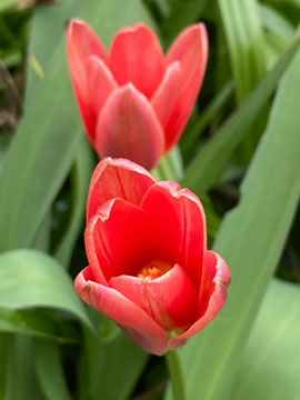 tulip