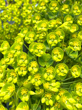 euphorbia