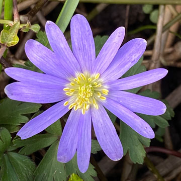 anemone