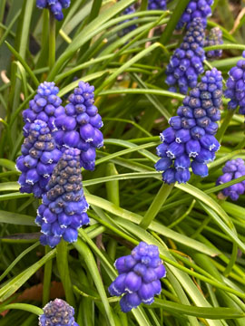 grape hyacinth