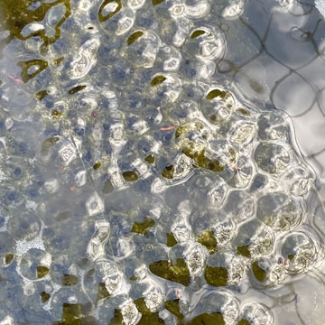 frog spawn