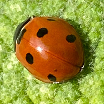 ladybird