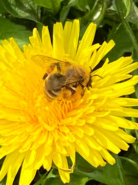 dandelion and bee