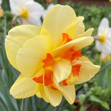 daff