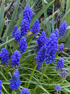 grape hyacinth
