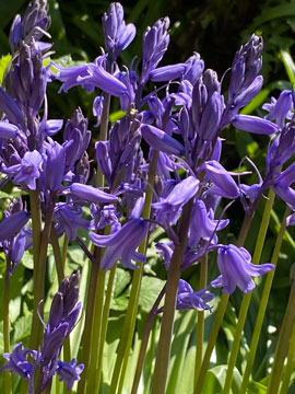 bluebells