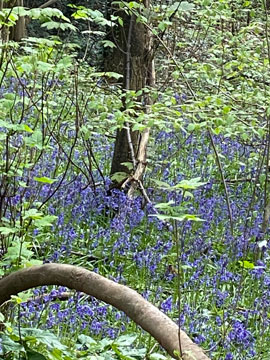 bluebells