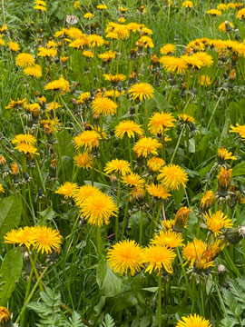 dandelions