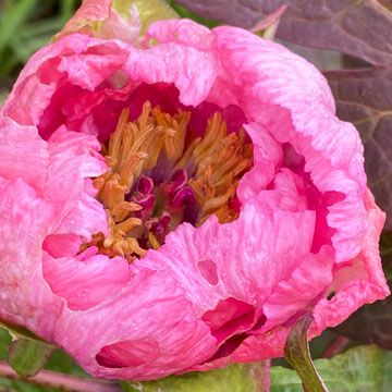 peony