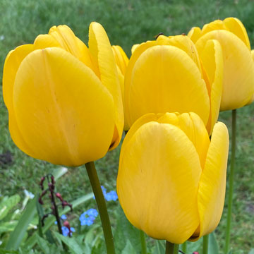 tulips