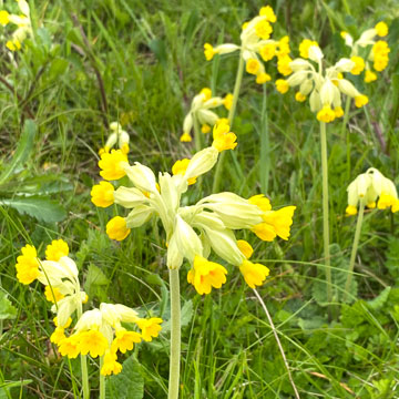 cowslip