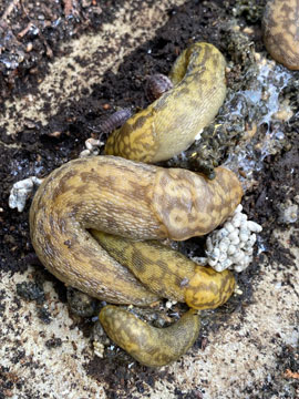 slugs