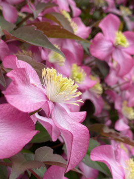 clematis