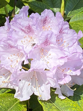 azalea