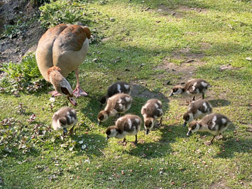 goslings