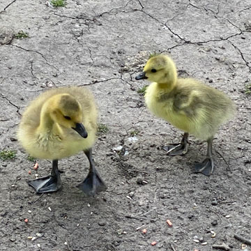 goslings