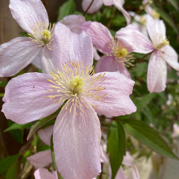 clematis