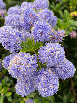 ceanothus