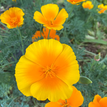 california poppy
