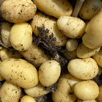 potatoes