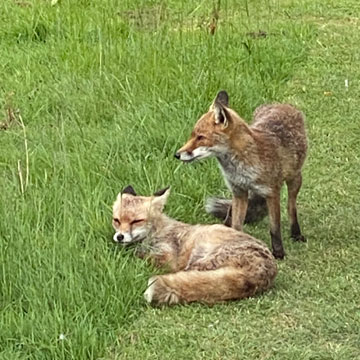 foxes