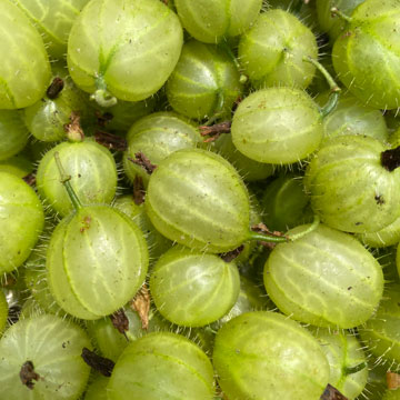gooseberries