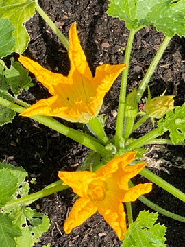 courgettes