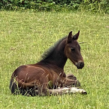 foal
