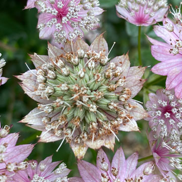 astrantia