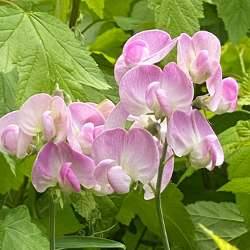 sweet peas